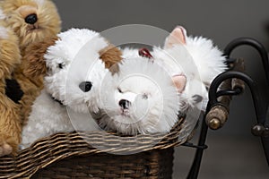 Plush puppies in a wicker basket stuffed toys on the counter.