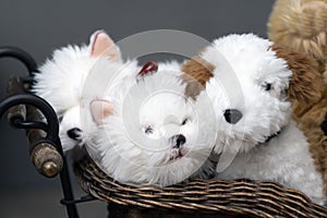 plush puppies in a wicker basket. stuffed toys on the counter.