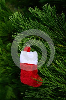 Plush red and white Christmas stocking hanging on the green foliage of a Cedar tree, holiday background