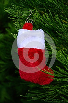 Plush red and white Christmas stocking hanging on the green foliage of a Cedar tree, holiday background