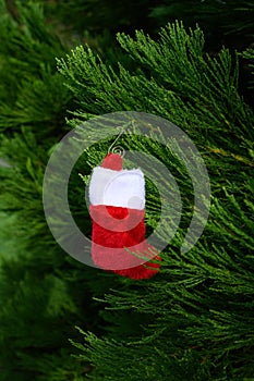 Plush red and white Christmas stocking hanging on the green foliage of a Cedar tree, holiday background