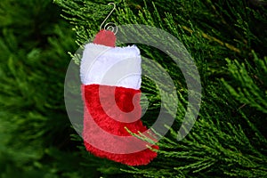 Plush red and white Christmas stocking hanging on the green foliage of a Cedar tree, holiday background