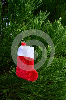 Plush red and white Christmas stocking hanging on the green foliage of a Cedar tree, holiday background