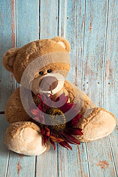 Plush soft toy teddy bear with flowers brown red sunflower and gift box. Greeting card. Children`s cute background for gift bags.