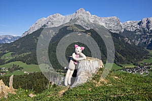 Plushy cat enjoying great autumnal weather in the mountains, being on the top of the mountain