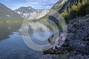 Plushy cat relaxing on the stones by Hallstatt lake in austrian Alps