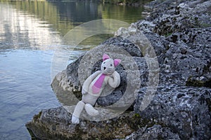 Plushy cat relaxing on the stones by Hallstatt lake in austrian Alps