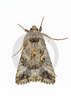 The plusia butterfly, Autographa gamma, belongs to the superfamily Noctuoidea photo