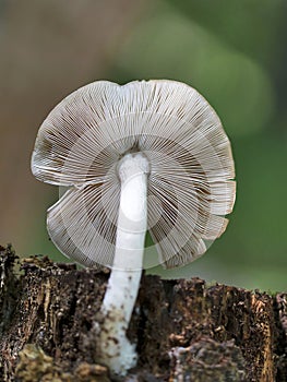 Pluteus cervinus commonly known as the deer mushroom is a species of fungus in the order Agaricales. photo