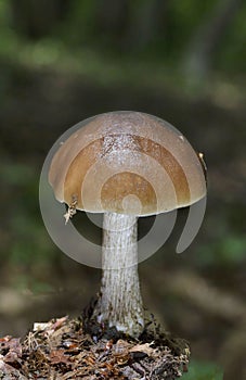 Pluteus cervinus commonly known as the deer mushroom is a species of fungus in the order Agaricales photo