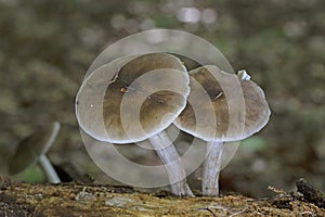 Pluteus cervinus, commonly known as the deer shield, deer mushroom, or fawn mushroom, photo