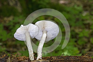 Pluteus cervinus, commonly known as the deer shield, deer mushroom, or fawn mushroom, photo
