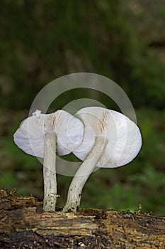Pluteus cervinus, commonly known as the deer shield, deer mushroom, or fawn mushroom photo