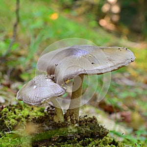 Pluteus cervinus mushroom