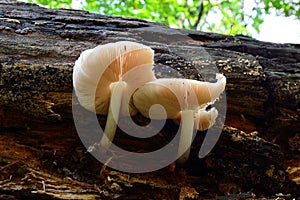 Pluteus cervinus mushroom