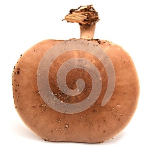 Pluteus cervinus mushroom