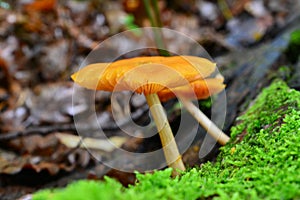 Pluteus leoninus
