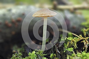 The Pluteus nanus is an inedible mushroom