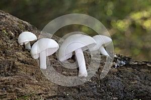 Pluteus pellitus is a species of fungus belonging to the family Pluteaceae.It has almost cosmopolitan distribution