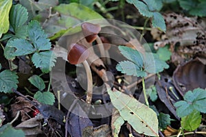Pluteus romellii or Goldleaf Shield mushroom in a botanic garden