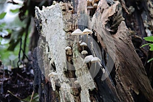 Pluteus romellii or Goldleaf Shield mushroom in a botanic garden