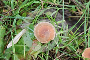 Pluteus romellii or Goldleaf Shield mushroom in a botanic garden