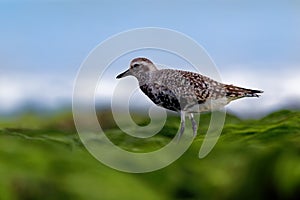 Pluvialis squatarola - Grey Plover on the seaside