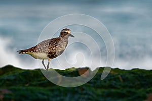 Pluvialis squatarola - Grey Plover on the seaside