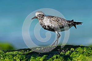 Pluvialis squatarola - Grey Plover on the seaside