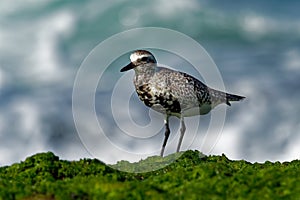 Pluvialis squatarola - Grey Plover on the seaside