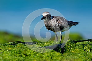 Pluvialis squatarola - Grey Plover on the seaside