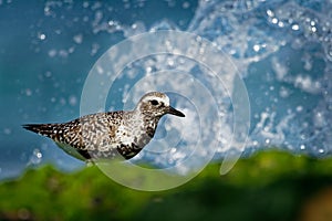 Pluvialis squatarola - Grey Plover on the seaside