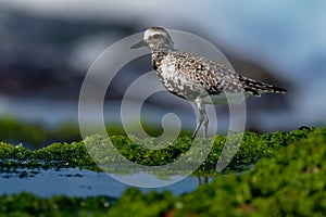 Pluvialis squatarola - Grey Plover on the seaside