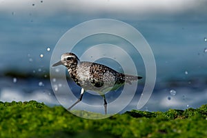 Pluvialis squatarola - Grey Plover on the seaside