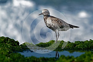 Pluvialis squatarola - Grey Plover on the seaside