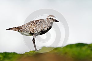 Pluvialis squatarola - Grey Plover on the seaside