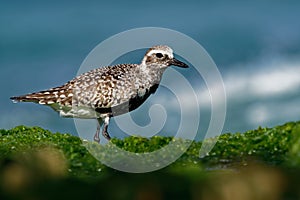 Pluvialis squatarola - Grey Plover on the seaside