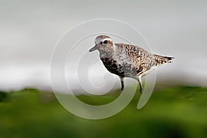 Pluvialis squatarola - Grey Plover on the seaside