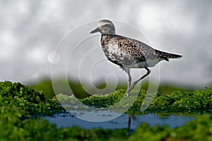 Pluvialis squatarola - Grey Plover on the seaside