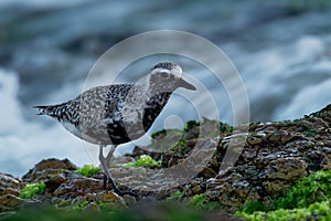 Pluvialis squatarola - Grey Plover on the seaside