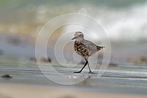 Pluvialis squatarola - Grey Plover on the seaside with waves