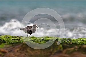 Pluvialis squatarola - Grey Plover on the seaside with waves
