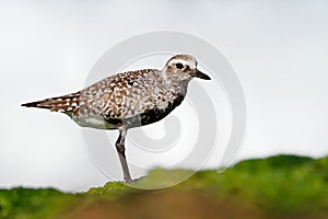 Pluvialis squatarola - Grey Plover on the seaside with white background