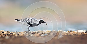 Pluvialis squatarola little pale plover searches for food and flips clams