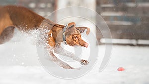 Plying fetch with Hungarian Vizsla photo