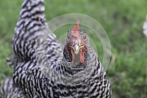 Plymouth Barred Rock chicken photo