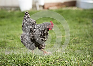 Plymouth Barred Rock Chicken photo