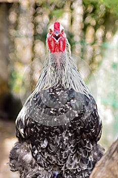 The Plymouth Rock BarrÃ©, gray hen, looks