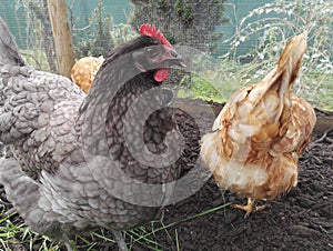 The Plymouth Rock BarrÃ©, gray hen, in profile