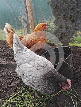 A Plymouth Rock BarrÃ©, gray hen and a red hen in their hen house